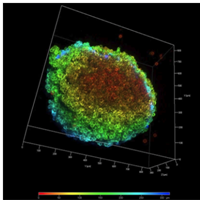 HT-1080 LifeAct&ccedil;??&ccedil;?&para;&auml;&frac12;?&aring;?&plusmn;&egrave;??&ccedil;?&brvbar;&aelig;&iquest;?&aring;??&aelig;?&laquo;&aelig;??&aring;?&frac34;.png